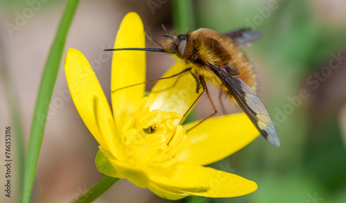 A Dark-edged Bee-fly, Bombylius major, perching on a yellow flower in spring sunshine photo