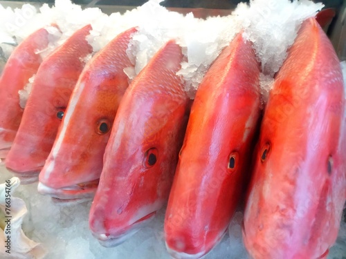 Red snapper, red emperor (Lutjanus sebae) is a species of tropical fish in the family Lutjanidae