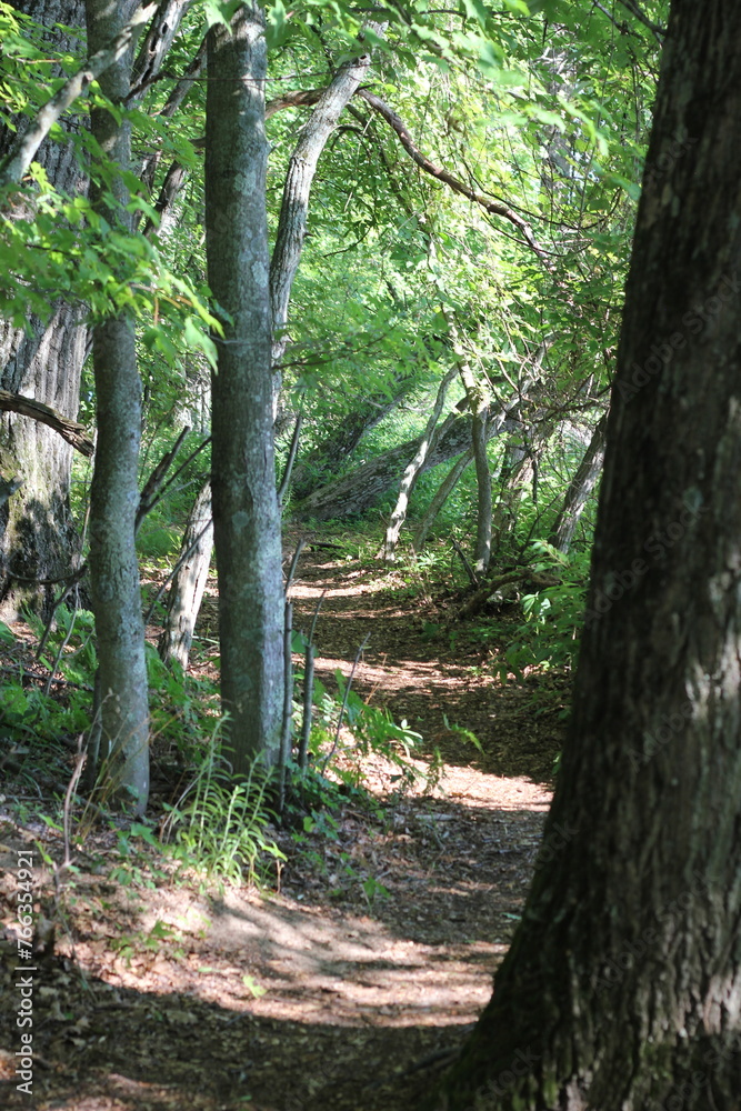 path in the forest