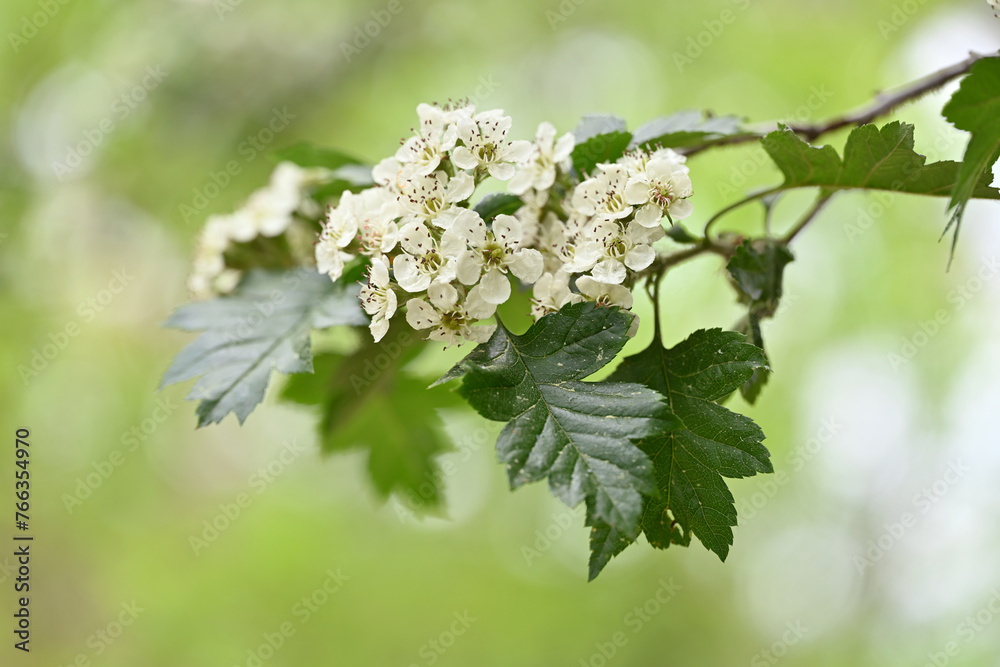 산사나무 산사나무