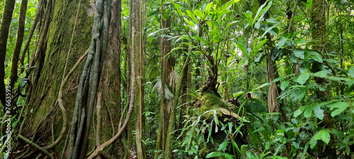 Trees in the corcovado jungle
