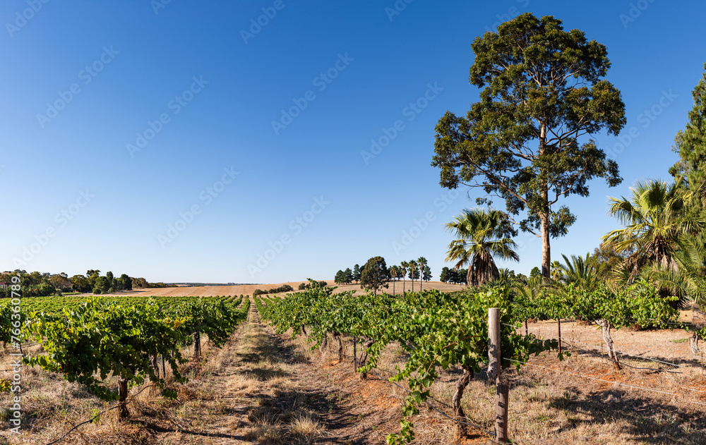 Beautiful vineyard in Barossa Valley, South Australia Beautiful vineyard in Barossa Valley, South Australia