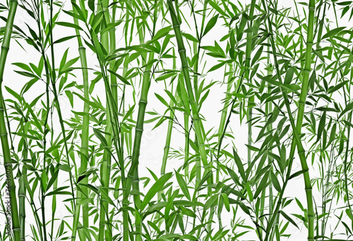 The bamboo leaves on white background colorful background