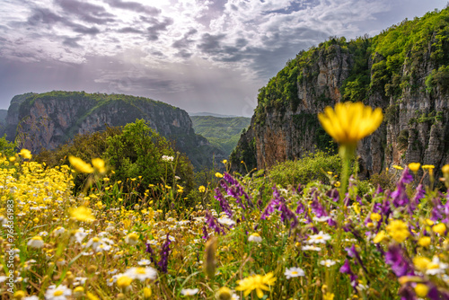 Flower in Spring at Vikos Gorge in Pindus Mountains, Greece