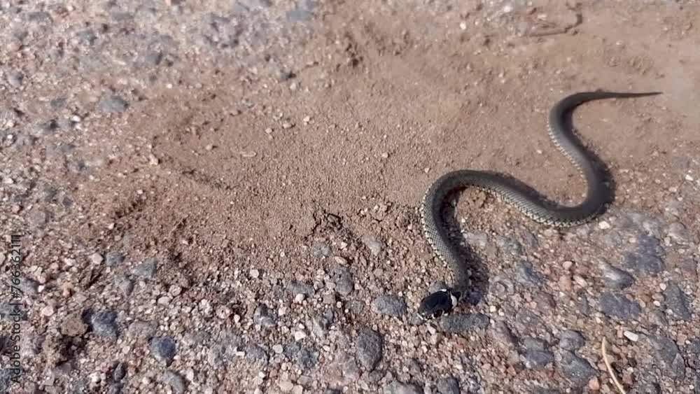 An ordinary snake (Latin Natrix) crawls on the asphalt. Close-up. Slow motion video An ordinary snake (Latin Natrix) crawls on the asphalt. Close-up. Slow motion video