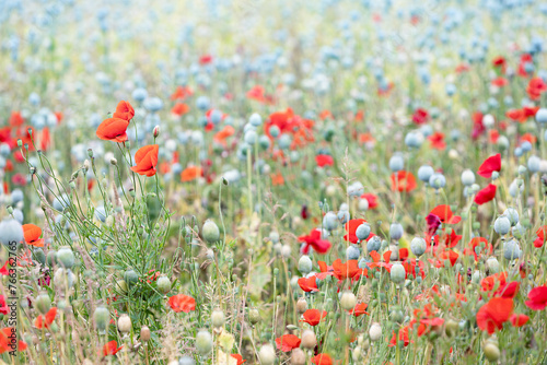 De Slaapbol, Papaver Somniferum, de zaaddozen worden gebruikt in de broodindustrie in de vorm van maanzaad of blauwmaanzaad. Ook wordt het zaad van deze bloem medich gebruikt als geneesmiddel. photo