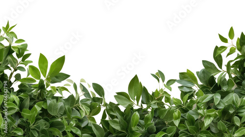 Tropical leaves foliage plant bush floral border isolated on clear png background and transparent background. Fresh and nature concept for nature decorative and flower element, AI generative.	