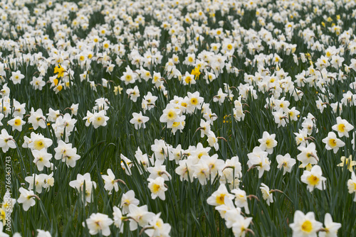 Spring, field with blooming daffodils.