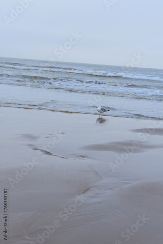 Belgium s coast in winter with sandstorms and sunshine