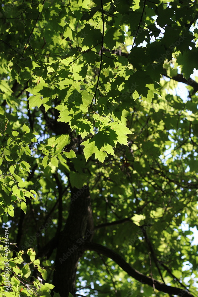 Fototapeta premium green leaves in the forest