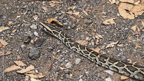 Young Snake Burmese Python (Python bivittatus) that slithers away on the ground and dry leaves. photo