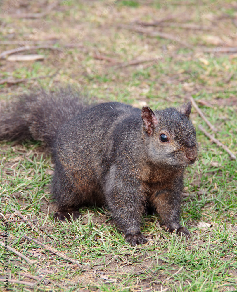 black squirrel close-up on grass black squirrel close-up on grass
