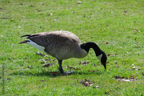 wild goose on a background of grass. North America
