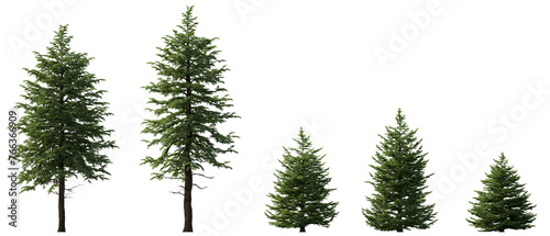 Bild auf Leinwand Abies concolor frontal set (the white, concolor, or Colorado fir) Pine-tree big