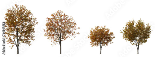Acer tataricum ginnala frontal set (the Tatar, Tatarian, Euacer, Amur maple) deciduous spreading shrub and trees isolated png on a transparent background perfectly cutout cloudy light