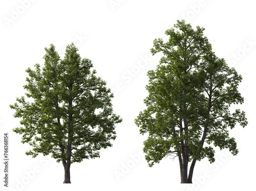Photos Alnus glutinosa tree (common, black, European alder) frontal set street isolated