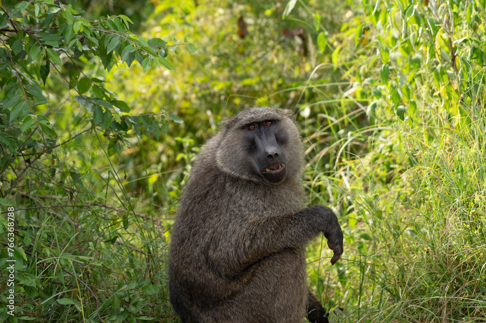 Obraz premium Olivenpavian im Akagera Nationalpark in Ruanda, Afrika