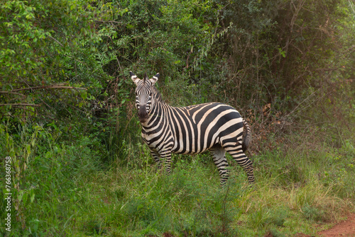 Zebra im Akagera Nationalpark in Ruanda  Afrika