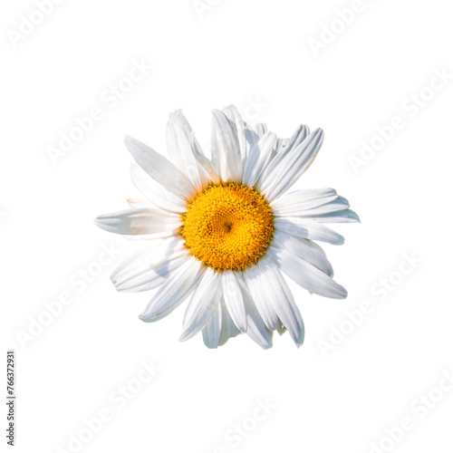 Fototapeta Naklejka Na Ścianę i Meble -  A white flower with a yellow center. The flower is the main focus of the image and is the most prominent element.