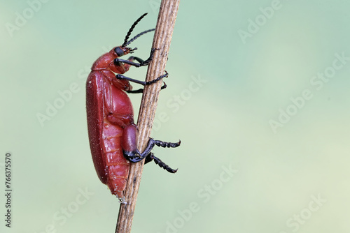A red-headed cardinal beetle is foraging on a dry flower twig. This beautiful colored insect has the scientific name Pyrochroa serraticornis. © I Wayan Sumatika
