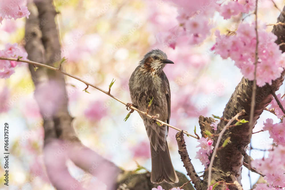 a brown-eared bulbul sitting on the branches of the cherry blossom tree a brown-eared bulbul sitting on the branches of the cherry blossom tree