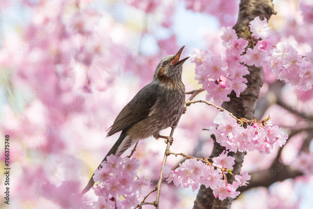 Obraz premium a brown-eared bulbul sitting on the branches of the cherry blossom tree