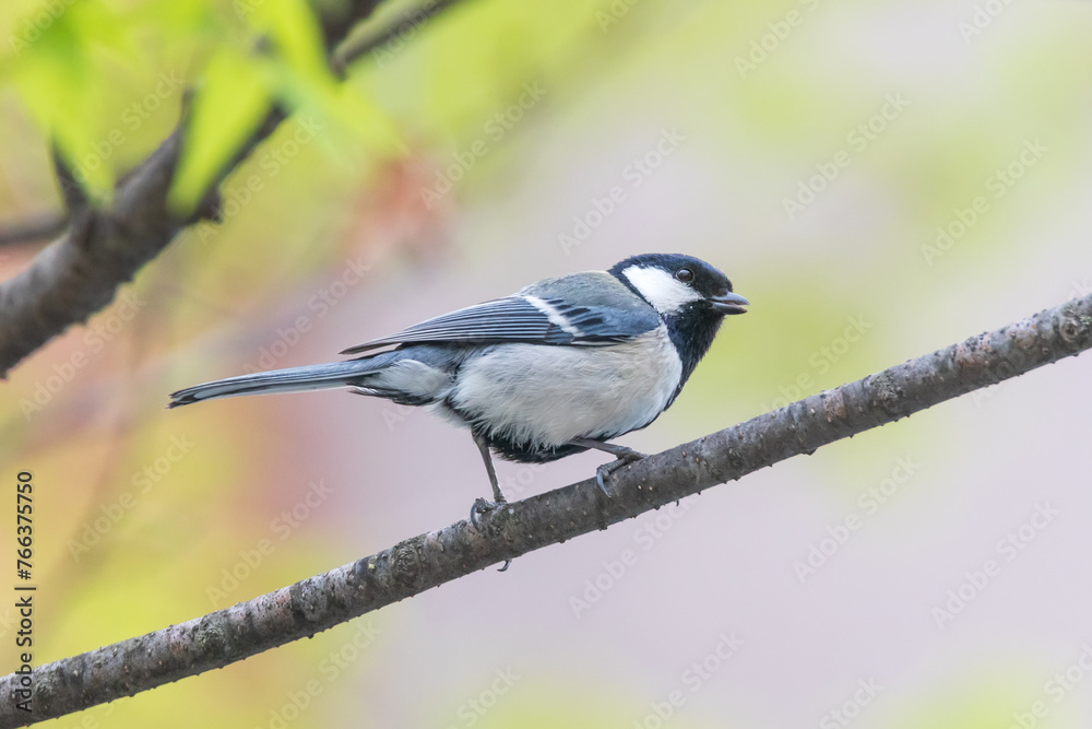 a great tit sitting on the branches of the cherry blossom tree a great tit sitting on the branches of the cherry blossom tree