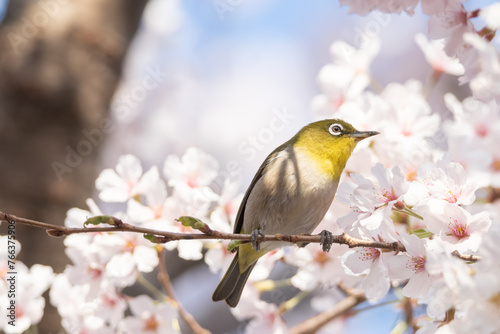 a japanese white-eye sitting on the branches of the cherry blossom tree © jaehyeong