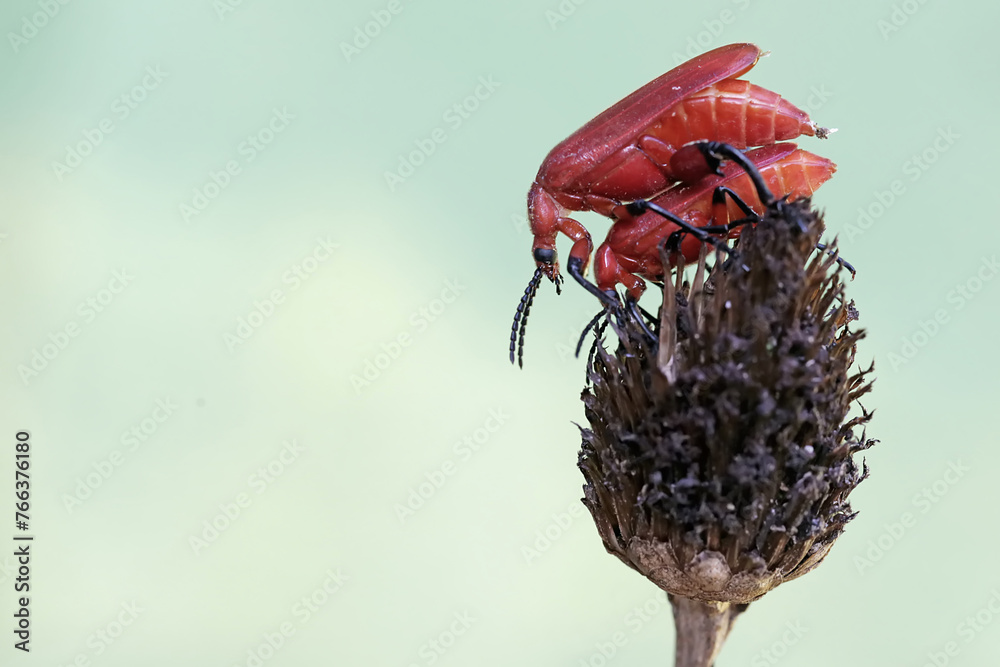 Multiple Headed Insect Two red-headed cardinal beetles are foraging in wildflower. This ...