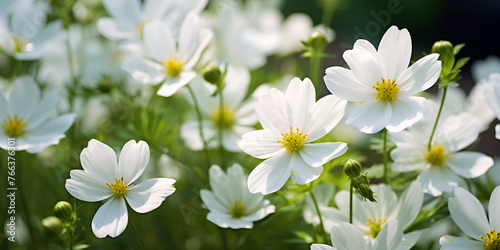 Anemone flowers  White flower in the garden  white spring flowers  Beautiful nature scene with blooming white flower  sunny day  spring flowers  Generative AI