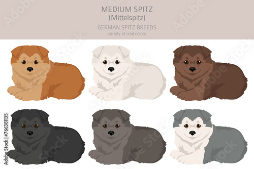 German spitz, Medium spitz puppy  clipart. Different poses, coat colors set