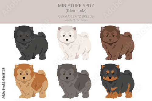 German spitz puppy , Miniature spitz clipart. Different poses, coat colors set
