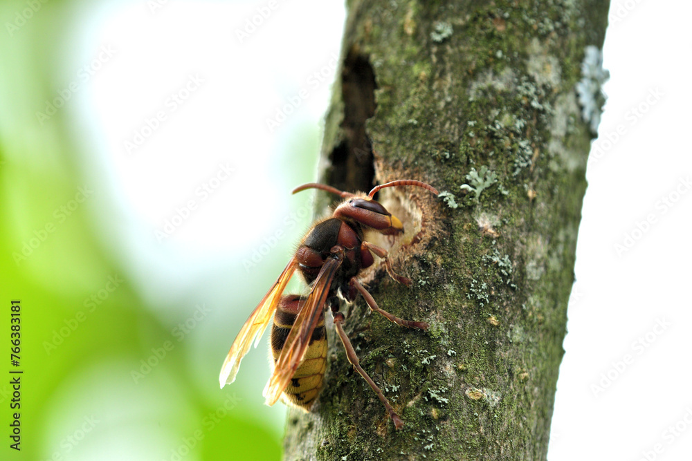 The hornet bites the bark of the tree and obtained the sweet sap