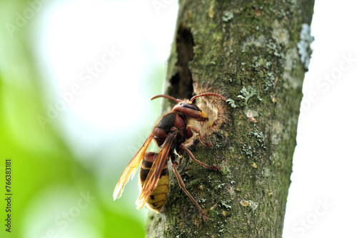 Obraz na płótnie The hornet bites the bark of the tree and obtained the sweet sap w salonie
