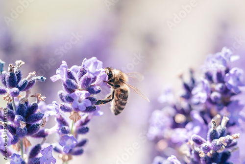 Honey bee pollinating lavender flowers. Plant decay with insects. Blurred summer background of lavender flowers with bees. Beautiful wallpaper. soft focus. Lavender Field Bee flying over flower