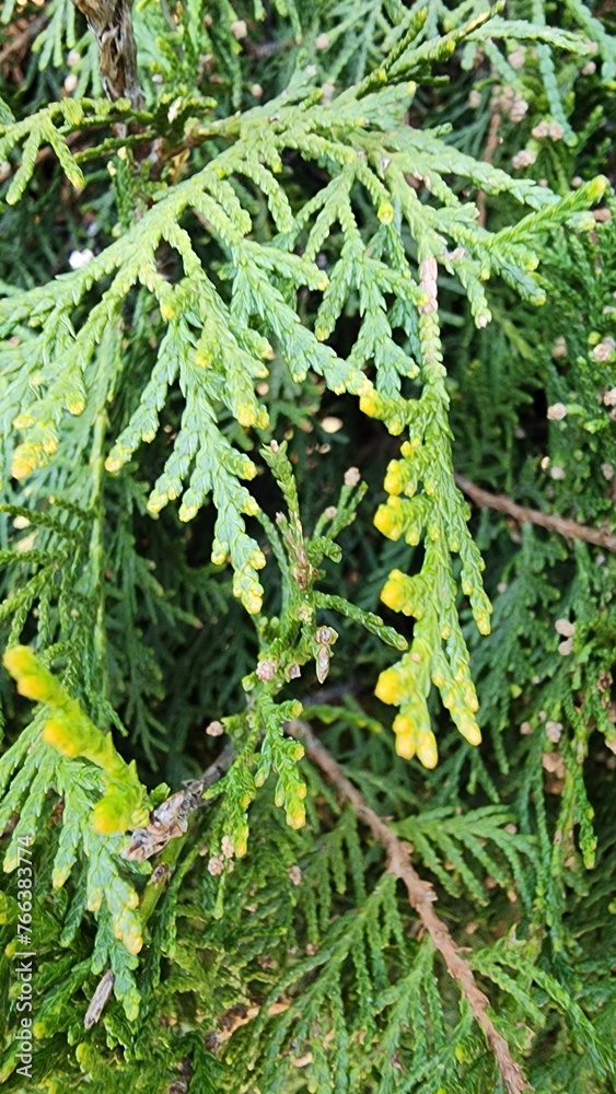 fern leaves fern leaves