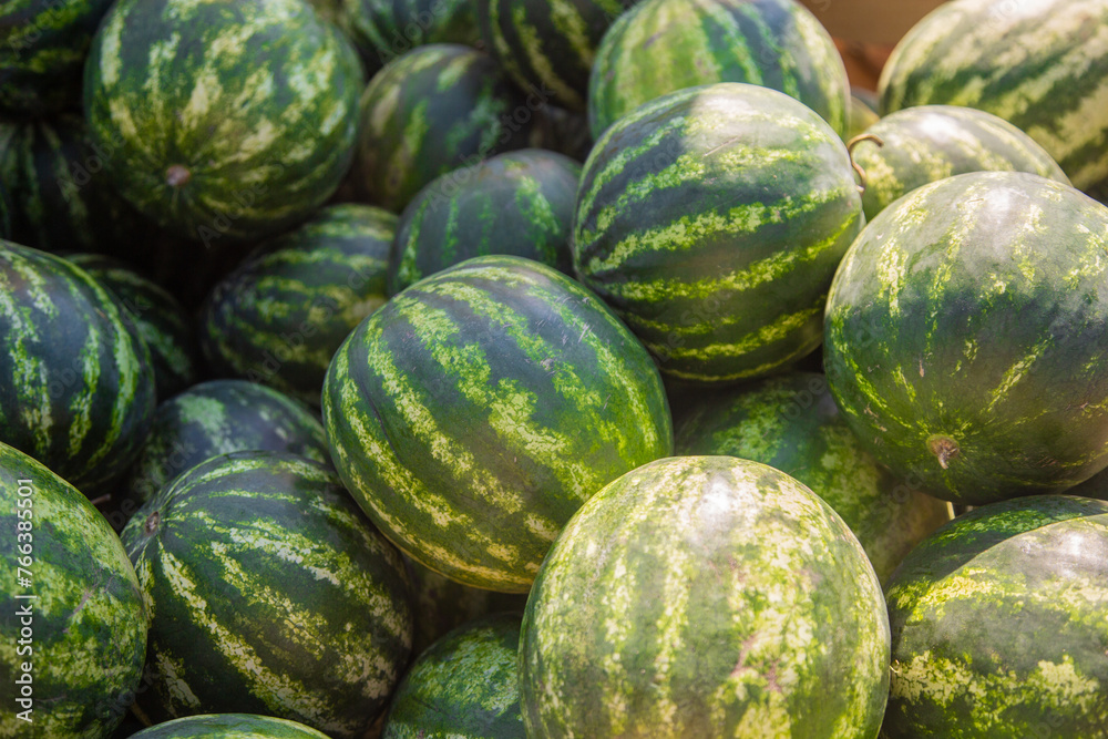 Watermelons during harvest. A lot of watermelons outdoor in summer.