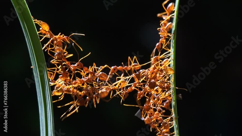 Ant action standing. Ant bridge unity team, Concept team work together