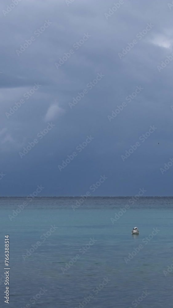 Seagulls swimming in the sea and flying around. Magnificent nature landscape at the beach with birds and amazing wind stripes on the water surface. Only blue and turquoise colours. Seagulls swimming in the sea and flying around. Magnificent nature landscape at the beach with birds and amazing wind stripes on the water surface. Only blue and turquoise colours.