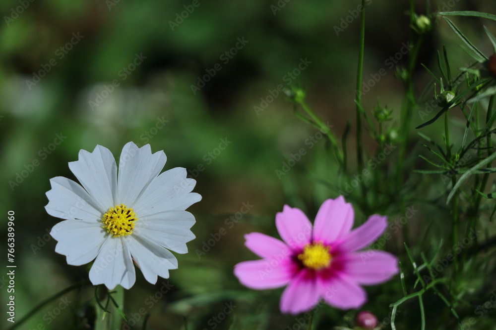 Obraz premium 秋風に揺れて咲く