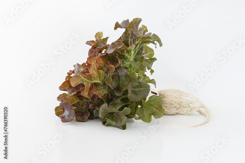 Fresh red oak lettuce on white background
