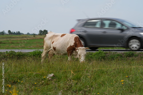 Wypas krów, krowa, bydło mleczne na łące, wypas krów, krowa na łące, polskie bydło, krowa mleczna, 