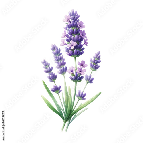 Watercolor of A purple flower with a green stem, Clipart, Flower, isolated on a transparent background