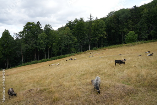 Pastwisko, łąka, wypas stada na łące,  © klumb