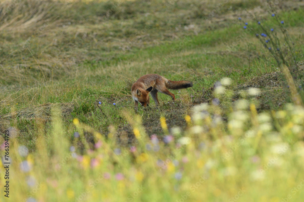 wild red fox from far walking on the meadow hunting for food