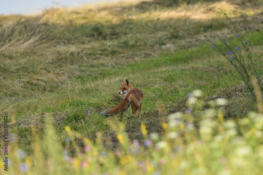 Portrait of red fox walking on the meadow grass