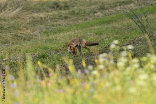 Obraz na płótnie wild red fox from far walking on the meadow hunting for food w salonie