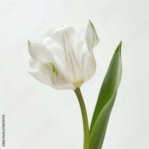 White and iridescent flower isolated on white background