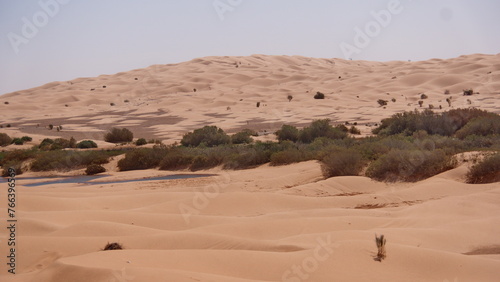 Oasis in the Sahara Desert  outside of Douz  Tunisia