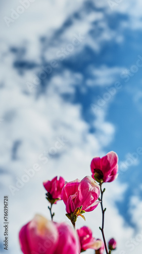 Blooming magnolias against sky with clouds in old park, selective focus, blurred background, idea for vertical flyer with space for text